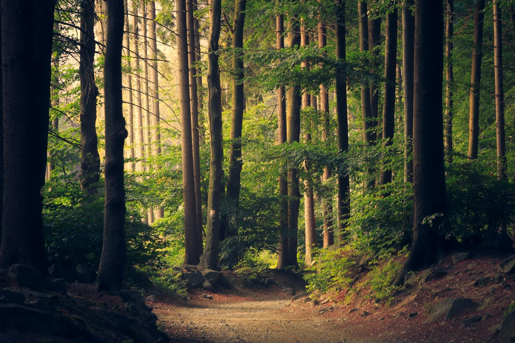 Lumière traversant le feuillage d’une forêt