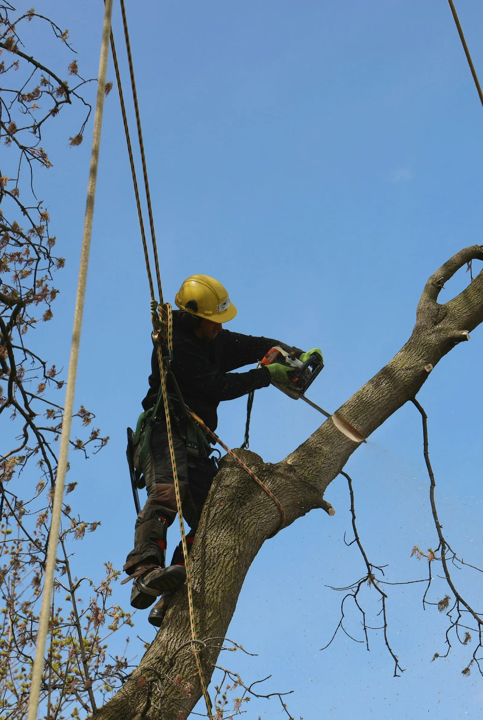 Élagueur portant un casque et équipé de cordes dans un arbre