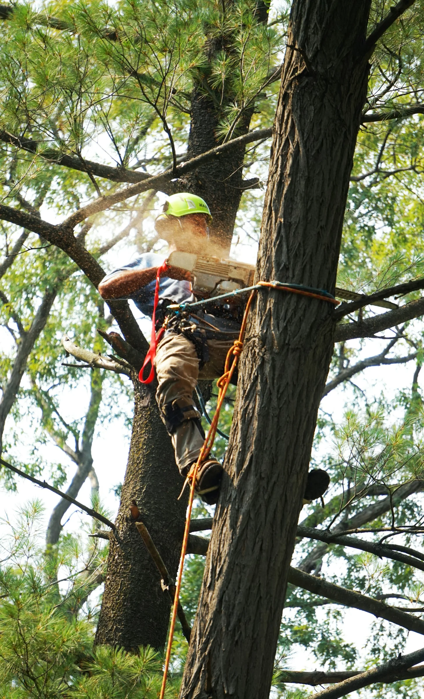 Arboriste sur cordes au cœur de la ramure d’un arbre